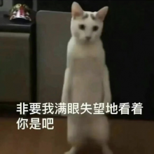 哈哈哈哈頭像