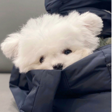 我是甲方的爸爸头像