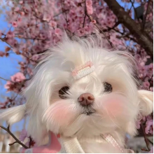 好想吃草莓哦头像