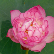 好运莲莲头像