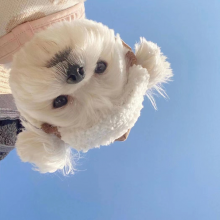 大卫博士设计头像