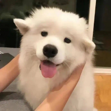 可可头像