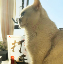 橙子喵妙妙妙头像