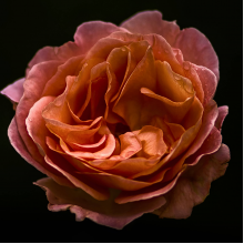 淡黄色的小白熊头像