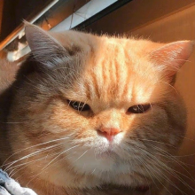 我得劲就行头像