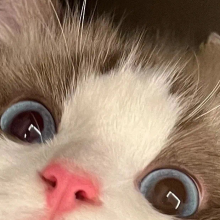 瞅你咋地头像
