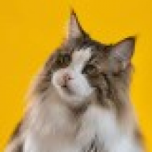 不是大小姐头像