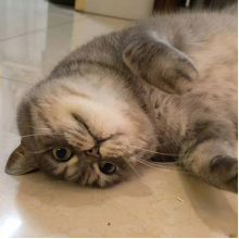 李猜猜头像