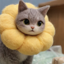 养猫老阿姨头像