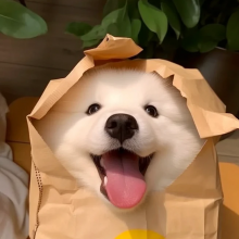 白茶头像