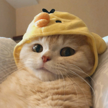 喵咪头像
