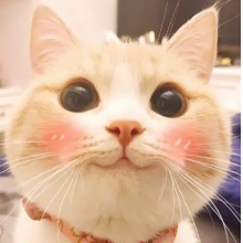 柠檬味的猫头像