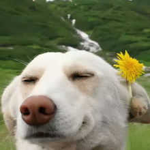 C头像