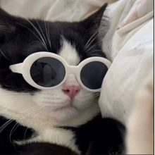 猛虎嗅蔷薇头像
