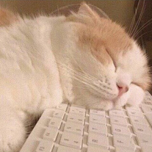 巴卡玛卡～头像