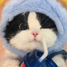 绿茶头像