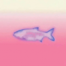 熟鱼头像