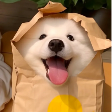 顾屿头像