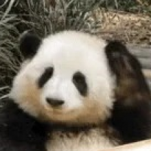 一稿過頭像