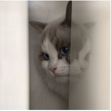 Mr_盐焗栗子头像