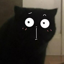 猫南北头像