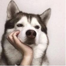 赚会员费mua的头像