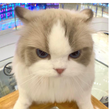 、一个不知名设计头像