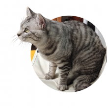 SUPER毛巾被头像