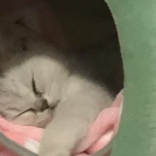 干设计的小兜头像