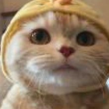 张塔塔头像