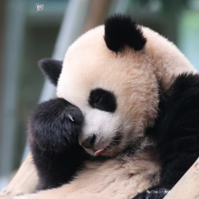 panda頭像