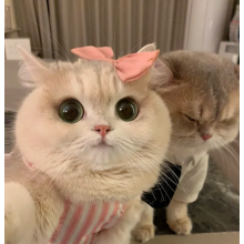 猫君头像
