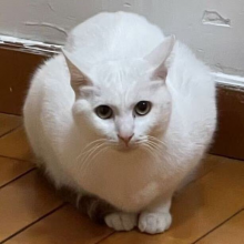 黄猫头像