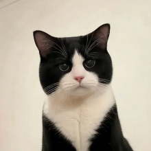 ，头像