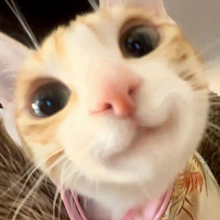 JOJO头像
