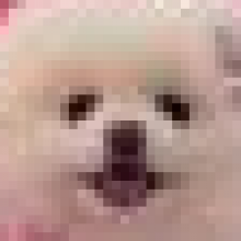 设计狗都不做头像