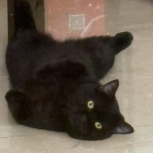 你看我喜欢人类吗头像