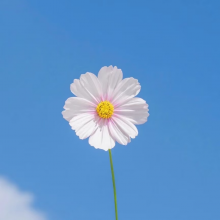 小菜头像