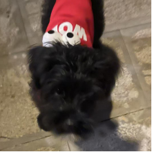 夜猫子球球^_^头像