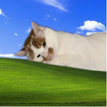 大霖头像
