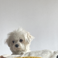 是果果妈咪鸭头像