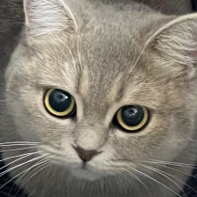 薛薛巴扎黑吖头像