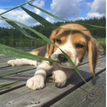 马达加斯加老斑鸠头像