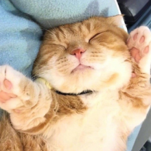 木木撈星星頭像