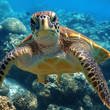 大海龟头像