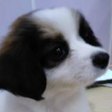 凑凑的东西头像