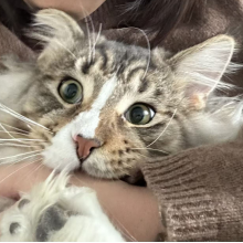 奶宝是只缅因猫头像