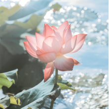牧柳流头像